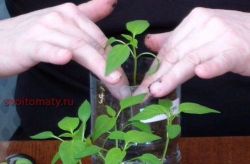 Пикирование перцев и баклажан5