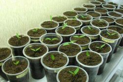 Пикировка рассады перцев1