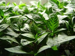 Посев перца на рассаду1