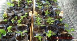 Пикирование перцев и баклажан6