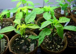 Пикировка рассады перцев6