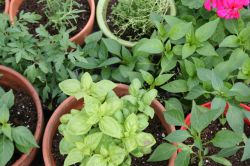 Как правильно выбрать время для посадки семян1