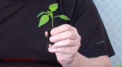 Пикирование перцев и баклажан4