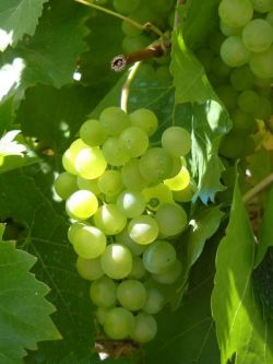 Август в винограднике1