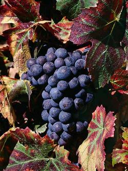 Август в винограднике2