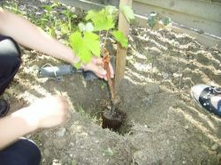 Март в винограднике1