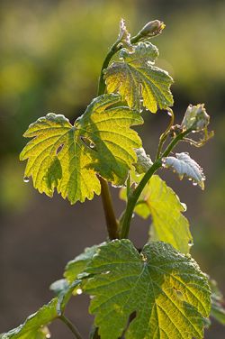 Март в винограднике